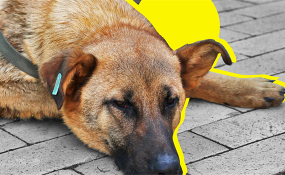 «Кто-то приручал, а мы – отвечаем»: как выживает приют для животных «ПИФ» в Донецке