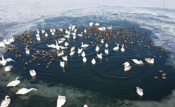 В одной полынье – 171 лебедь и 480 уток. Как необычная зима повлияла на птиц в «Клебан-Быке»