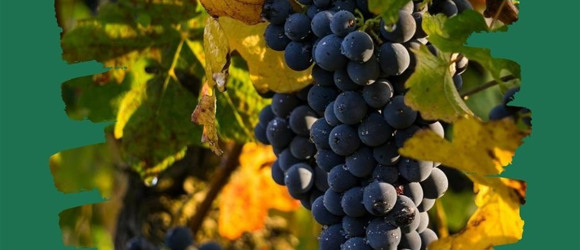 Екорішення 7. Я користуюся екологічно безпечними продуктами. Позначка "еко" не завжди про природу