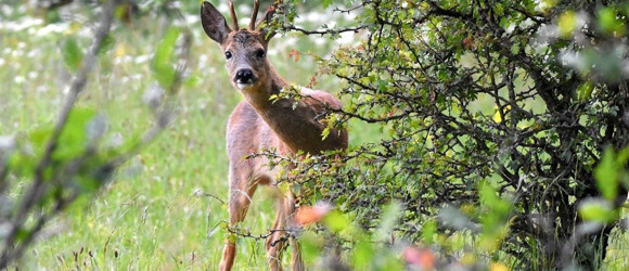 🐾🌿 Сліди дикої природи Дністра: визначаємо мешканців за відбитками