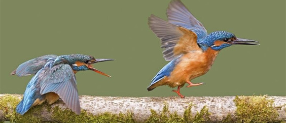 🐦🎶Пташина романтика: як птахи нижнього Дністра шукають пару, і чому в них можна повчитися людям