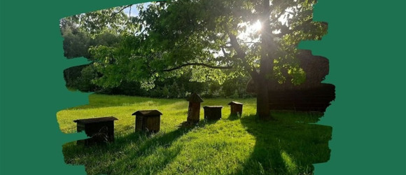 Екорішення 2: я встановлюю будиночки для комах. Як їх зробити та навіщо вони потрібні