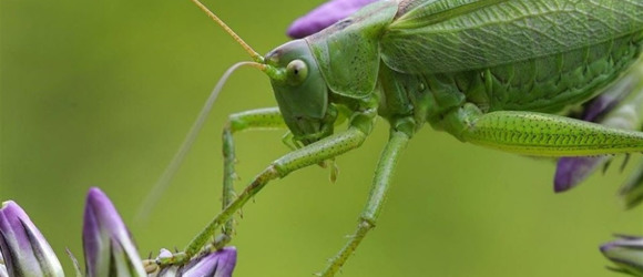 🦗Співають романтичні трелі в плавнях, аж доки не зітруть крила. Цікаві факти про цвіркунів