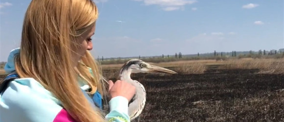 Одеситка Юля рік доглядала за хворою чаплею, а весною повернула її у дику природу на Турунчуку