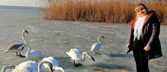 У Біляївці в районі Дитячого пляжу поселилися лебеді: що важливо знати, аби  їм не нашкодити 