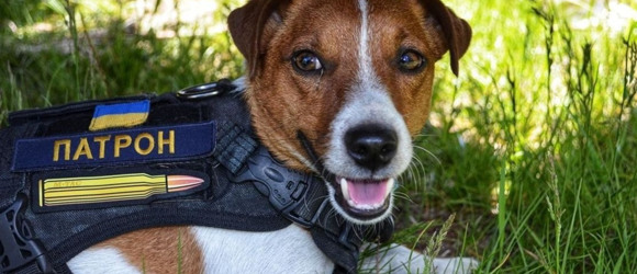 🧸 Не лише Патрон: які тварини воюють з росіянами на боці ЗСУ