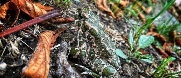 🐸 Вона нікого не душить: все, що ви хотіли знати про жаб Дністра, але не знали у кого запитати