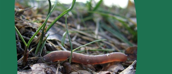 Екорішення 15. Я оберігаю земляних черв’яків