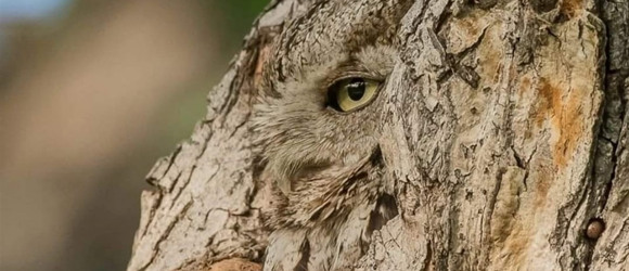 Гра в імітацію. Як та навіщо мімікрують рослини, гриби та птахи Дністра