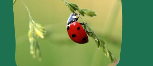 Екорішення 16. Я полегшую переміщення тварин