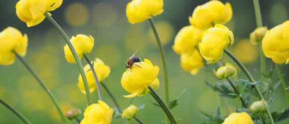 🐝Лікувальна сила бджільництва: важливе нагадування про значення бджіл для екосистеми Дністра