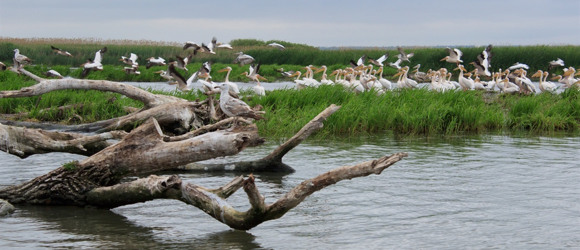 Як перетворити Нижньодністровський парк на місце, яким дорожитимуть місцеві і цікавитимуться туристи
