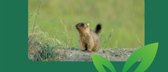 Екорішення 24. Я допомагаю природоохоронним організаціям