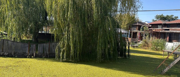 Сальвінія плаваюча (Salvinia natans): що це за рослина, яка вкрила собою Пониззя Дністра