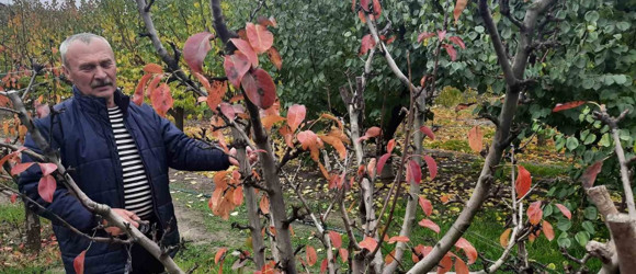 На яблуні родить груша, а дерева ростуть на асфальті: чудо-сад біляївського селекціонера-любителя 