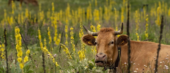 Як тваринництво шкодить планеті. Про що мовчить тваринницька промисловість