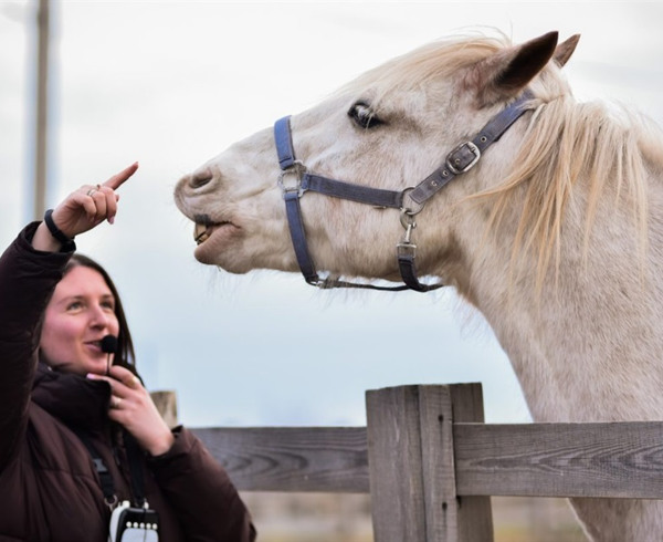 Ребцентр в одному з найменших сіл України: як ветеранська ферма біля Дніпра відновлює бійців