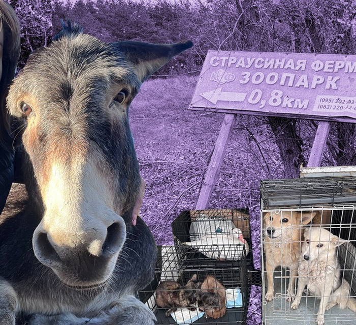 Волонтери "Плурітона" евакуюють тварин із гарячих точок. Хвостаті стають заручниками війни