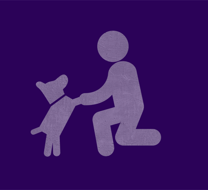 Как вывезти из “ДНР” и “ЛНР” кошку или собаку. А коня на соревнования через блокпосты пропускают? 