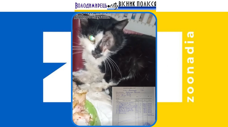 Зооактивісти Вараша шукають фінансової підтримки на лікування покаліченої тварини