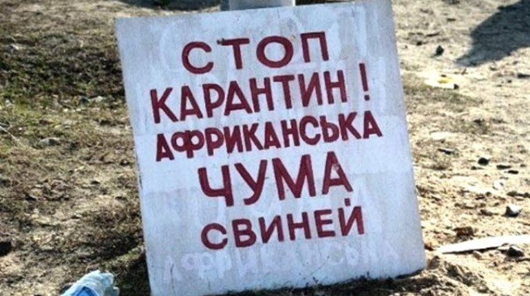 На території Ржищівської громади виявили африканську чуму свиней. Впроваджено карантин