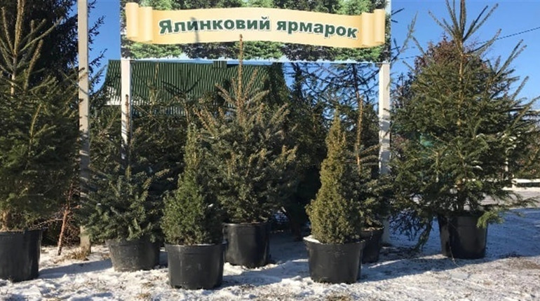 Де купити ялинку у Тростянці у 2024 році і скільки вона коштує?