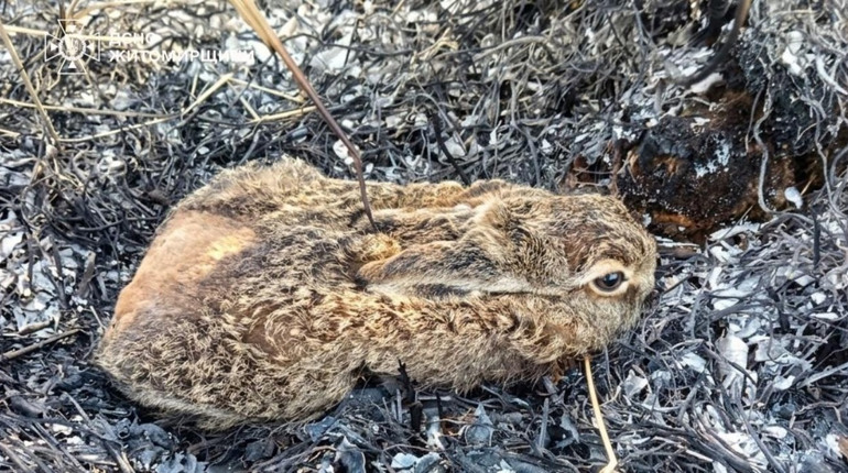 "Любителі дивитись, як воно горить": половина пожеж на Звягельщині через підпали трави