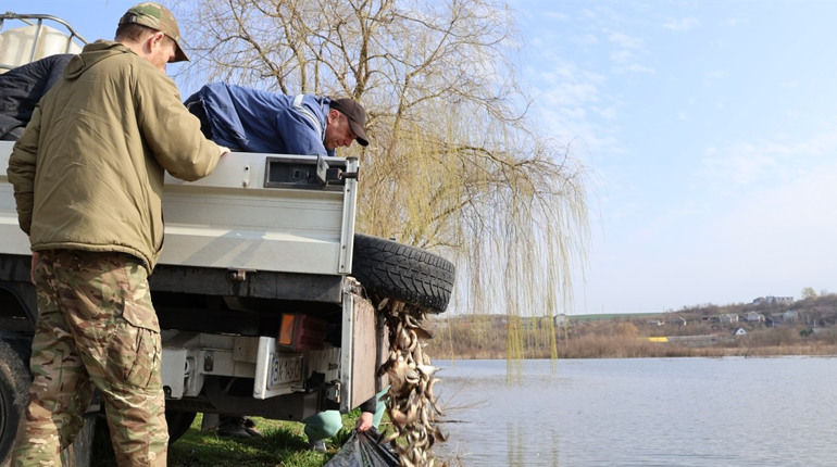У Городку зарибили ставок: випустили 220 кг карася