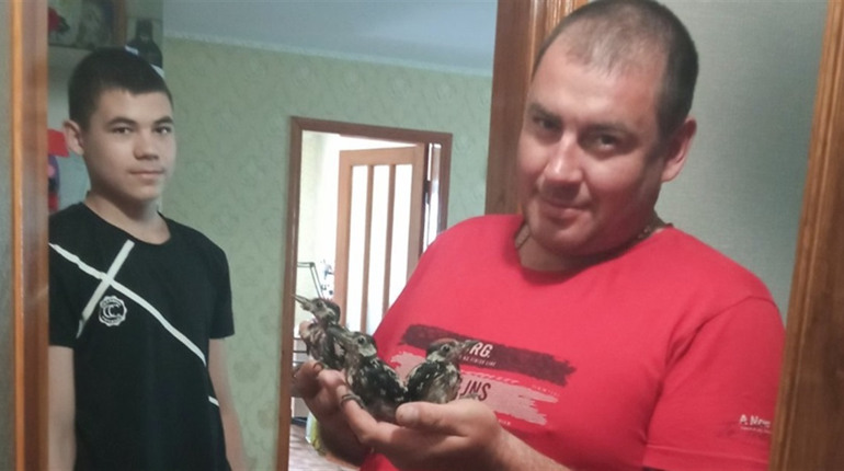 Диво в дровах: як у Балті пташенят дятла рятували