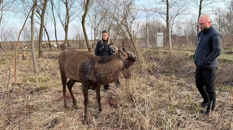 Наїхала та втекла: в якому стані відомий олень Борис після ДТП