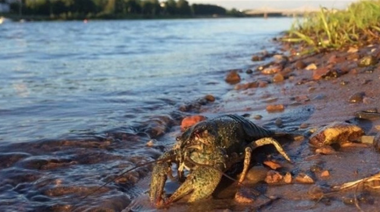 Від початку жовтня на водоймах Полтавщини можна ловити раків