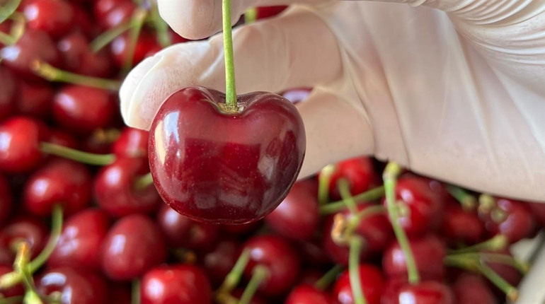 Черешня з Умані замінить мелітопольську: виробники планують зібрати 140 тонн ягід