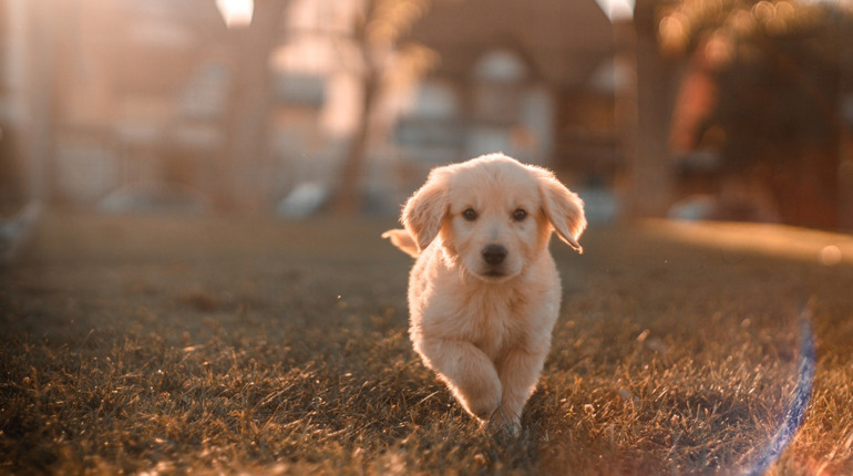 Royal Canin: правильное питание для собак