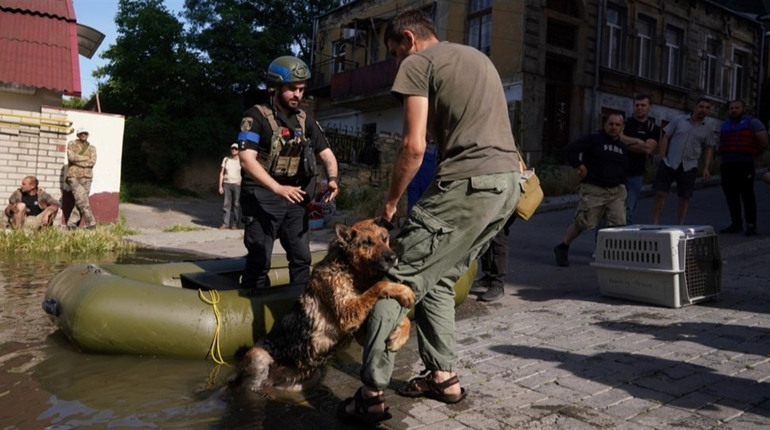 Вівчарка Багіра, яку врятували після підриву Каховської ГЕС, знайшла новий дім