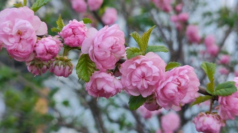 Квітневий календар-2026: які державні свята і визначні дні в Україні та світі будуть у квітні