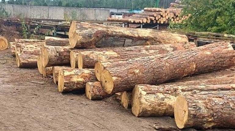 В іноземця на території Сарненського району вилучили майже 400 колод деревини