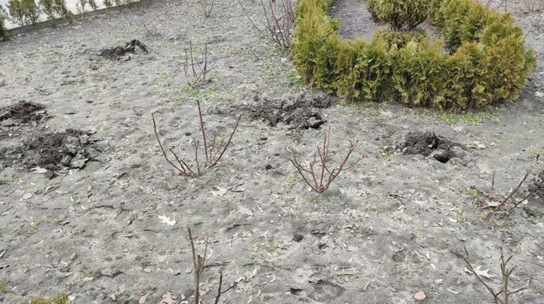 На одній з міських клумб невідомі вкрали 9 кущів дороговартісних троянд: чи знайдуть злодіїв