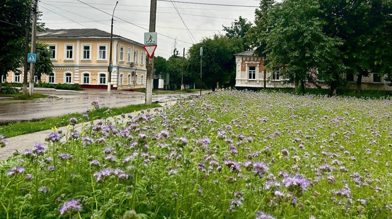 У Глухові на місці чагарника створили міські луки з різнотравʼя (ФОТО)