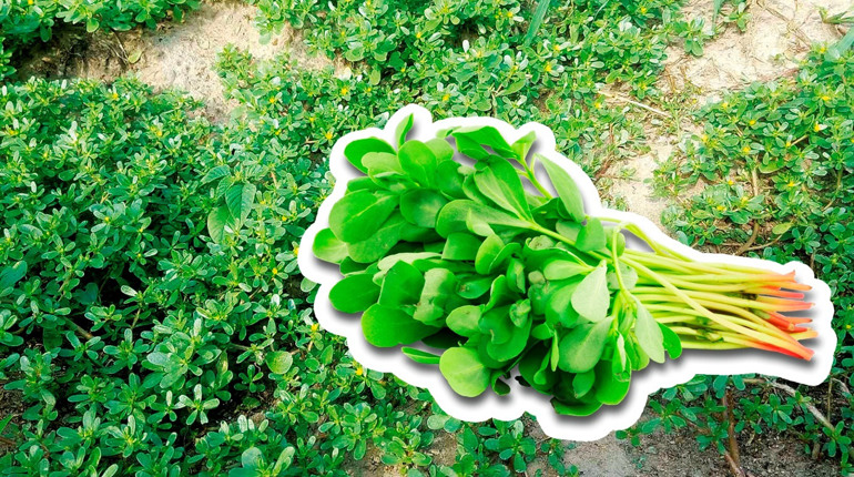 Кулінар, лікар і бур’ян – це все портулак