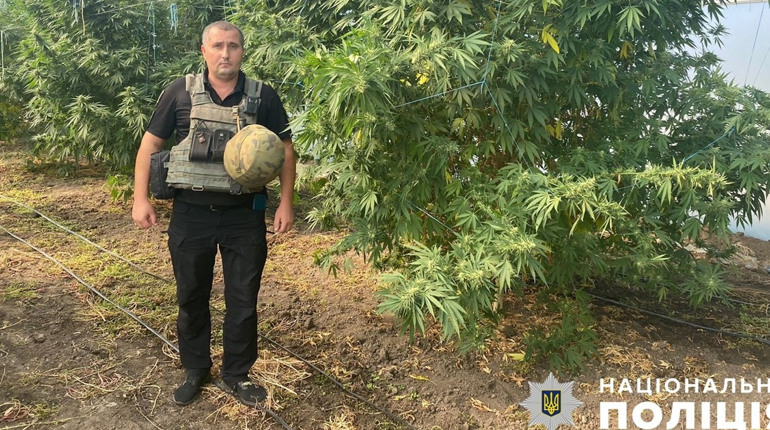 Кущі коноплі, патрони, рушниця: поліцейський улов на Бериславщині