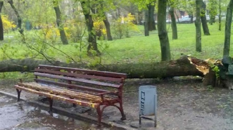КП «Парки Херсона» не звітує про укладені договори і не коментує 