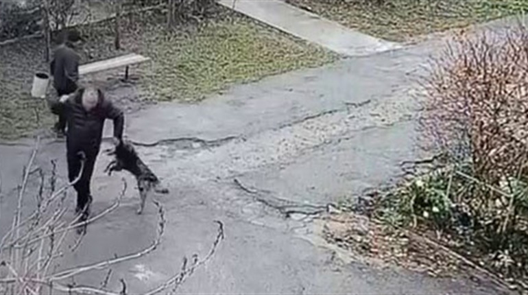 Собака покусав людей у Барі: попередньо 6 постраждалих. Що відомо ще