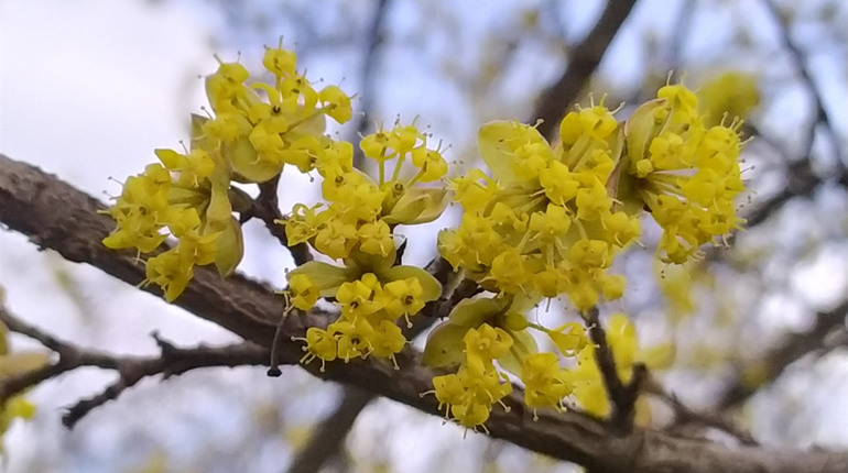 Погода на Вербний тиждень на Уманщині