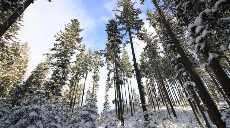Погода у Нетішині та в області на 9 лютого
