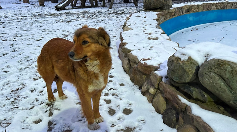 У Біляївській міській раді обговорили ідею створення притулку для безпритульних собак