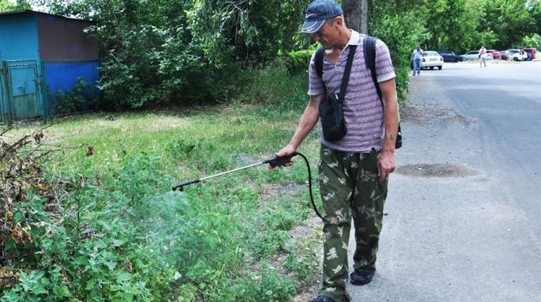 Амброзія. Що ви не знали або забули про цю рослину, розповідає інспекція з благоустрою Біляївки