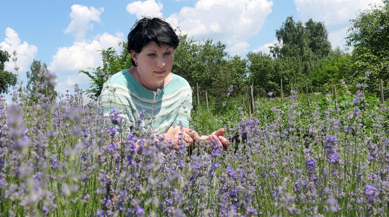 «Мій маленький Прованс». Олена Замула зі Слоута про секрети вирощування лаванди на півночі Сумщини
