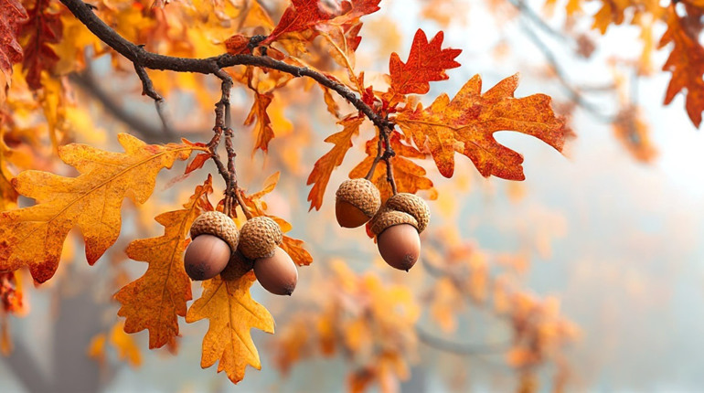 Осінній гай