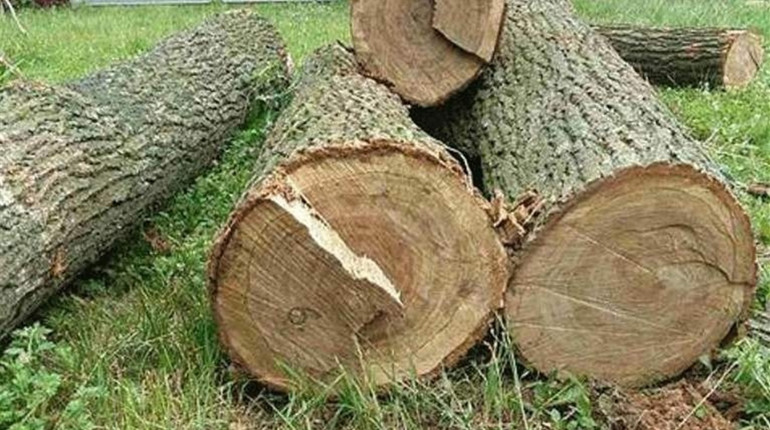 Вивозили дуб із сусідньої області: трьох сарненців судитимуть за незаконну порубку