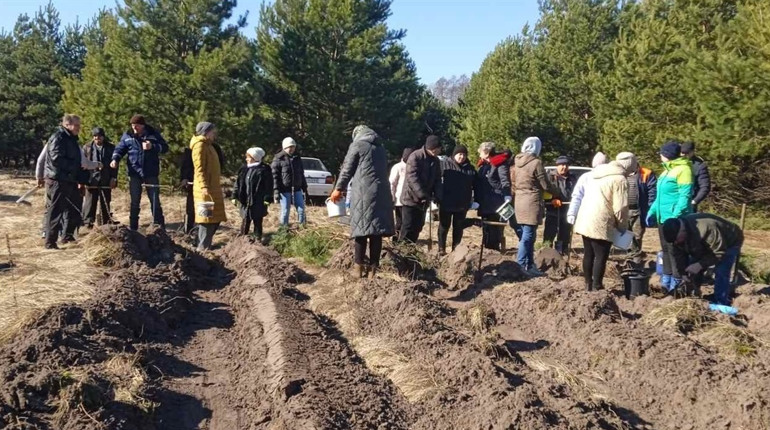 У Студениківській громаді на Переяславщині під час толоки засадили деревами понад гектар лісу